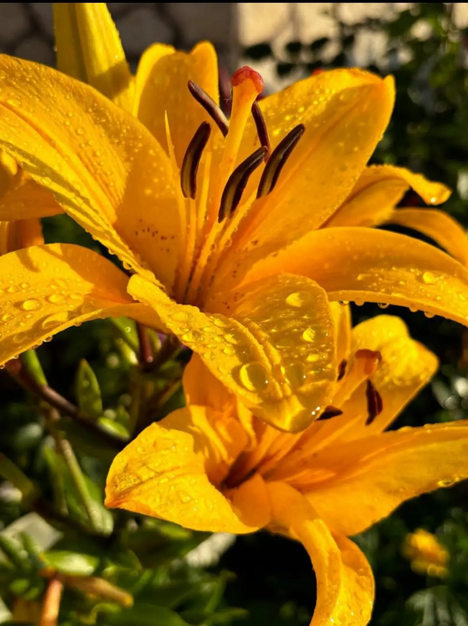 Хакимият башлыгы Алексей Пальчинский котлавы