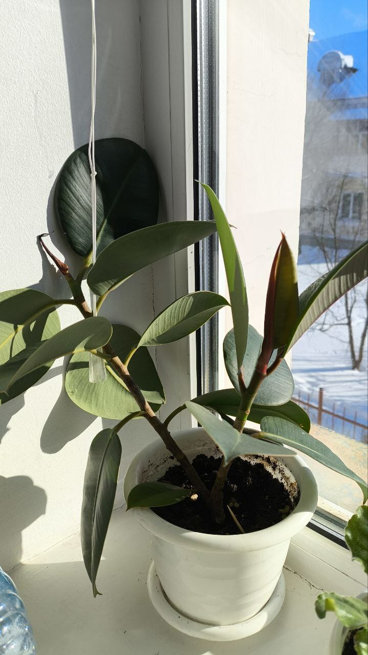 Гөлләрегез ел әйләнәсенә чәчәк атсын дисәгез...