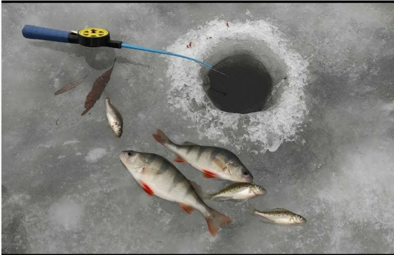 Балык кап, кап!