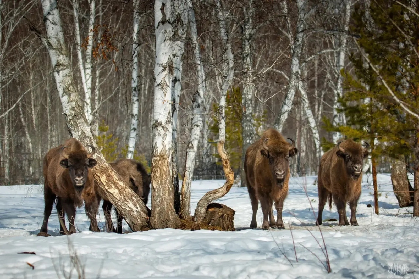 Проект по разведению зубров получил грант Президентского фонда