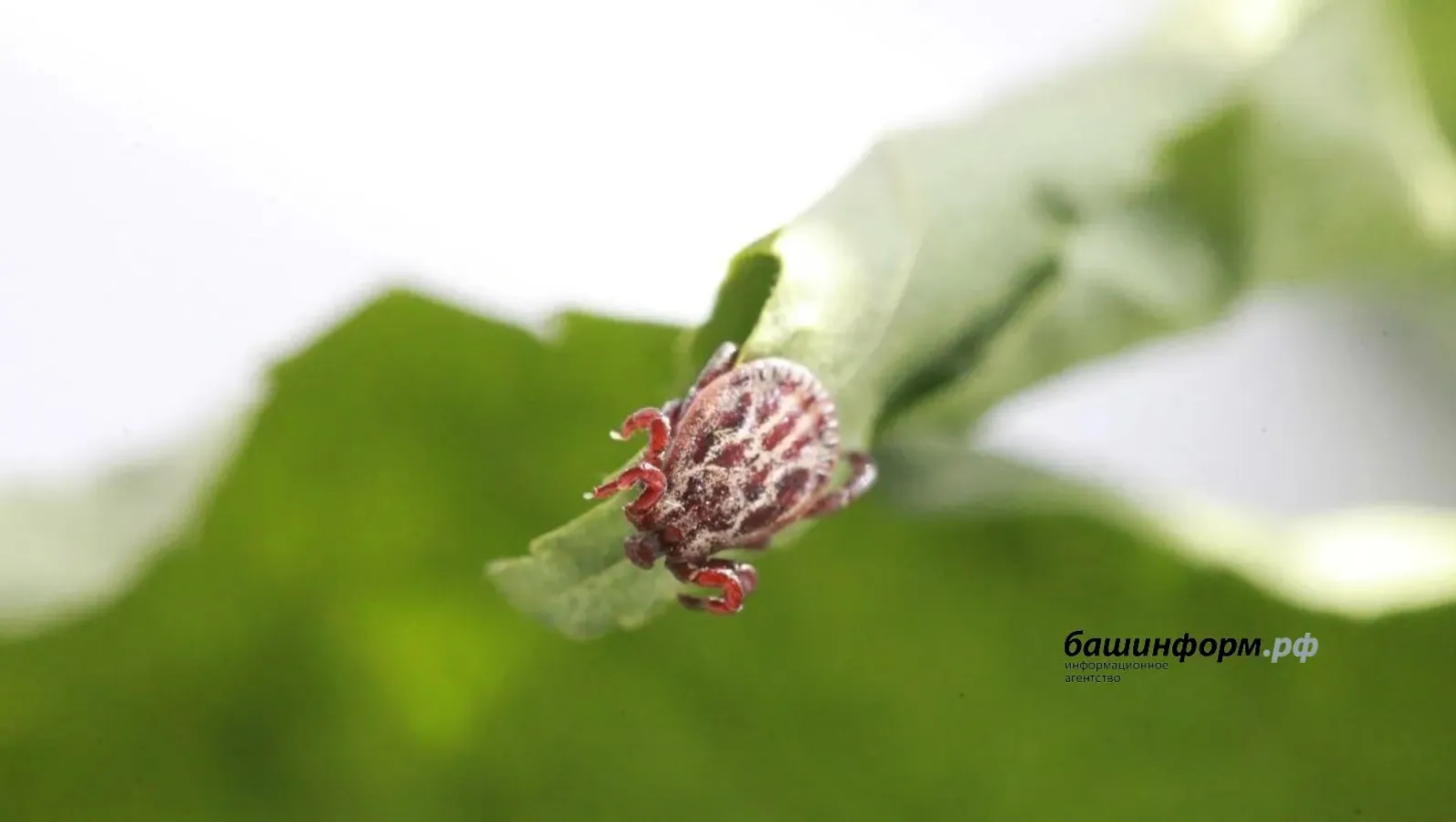 В Башкирии 719 человек пожаловались на укусы клещей