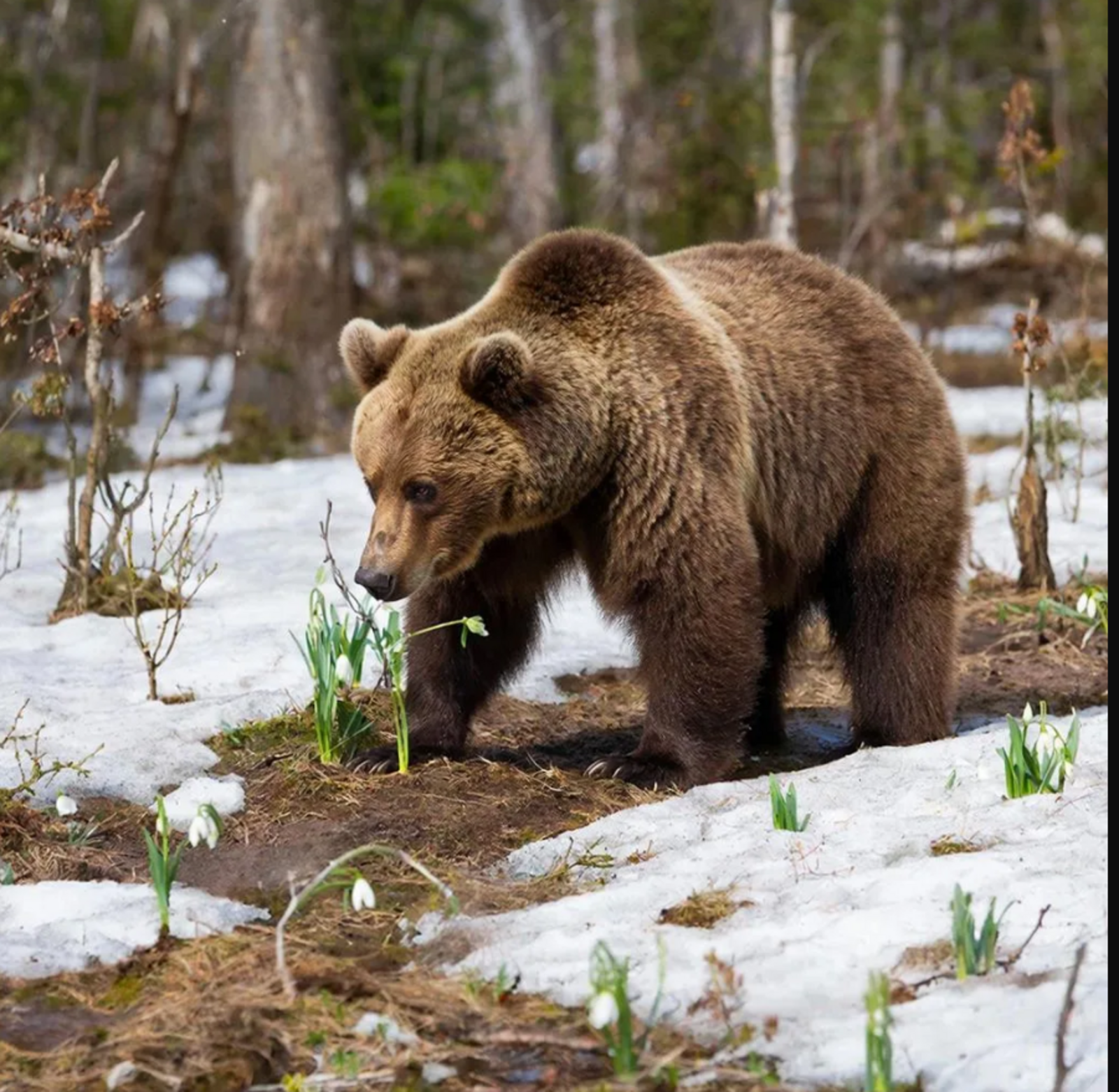 Начинается весенний сезон охоты
