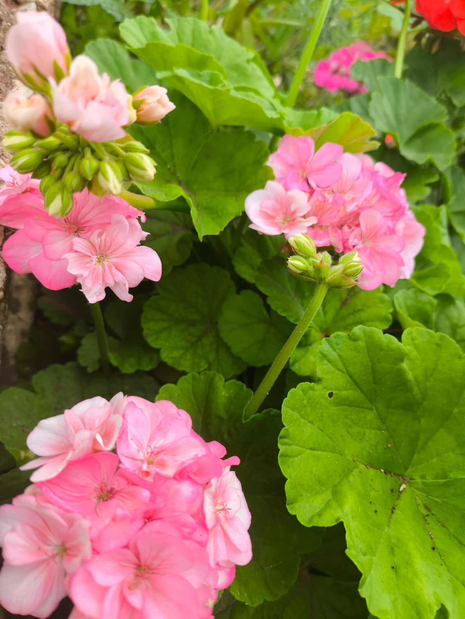 Шау чәчәкле яранның  үз сере бар