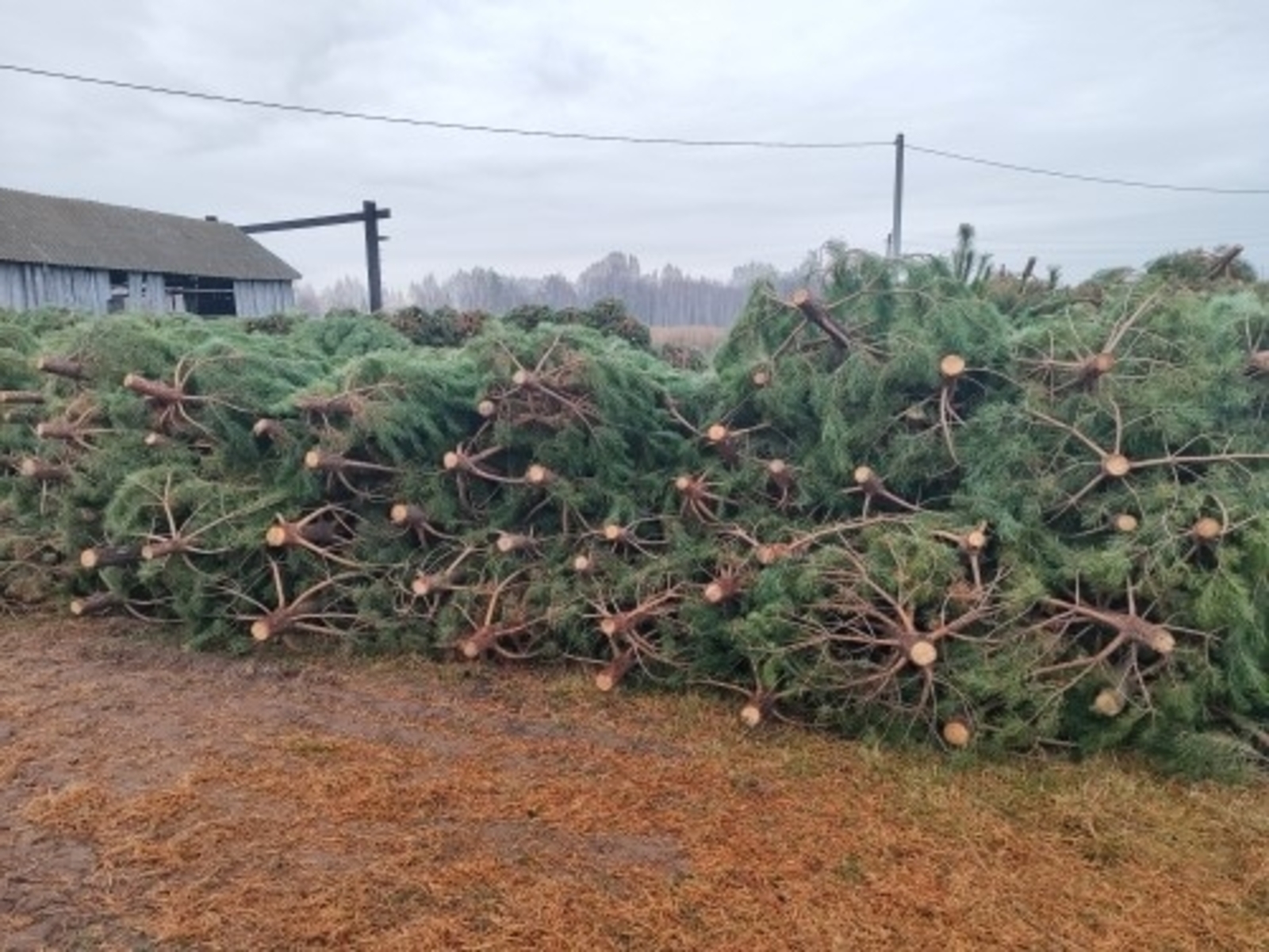 Чыршы сайлый беләсезме?