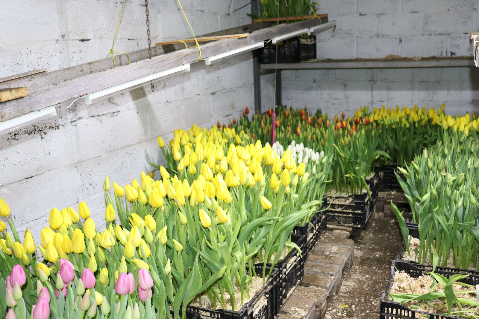 В Башкирии женщина потеряла на покупке 1500 тюльпанов более 85 тысяч рублей