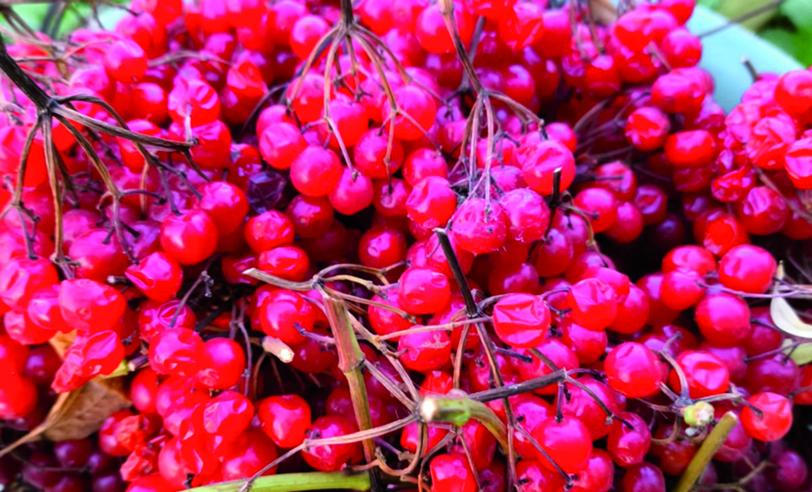 Киңәш сандыгы