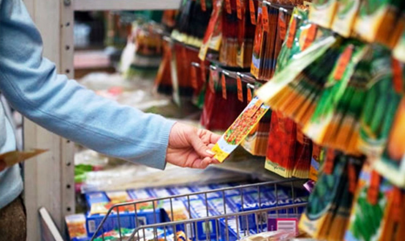 Нәрсә сайларга: сорт яки гибрид? Көннәр озыная башлау белән җир йөзенә турырак к