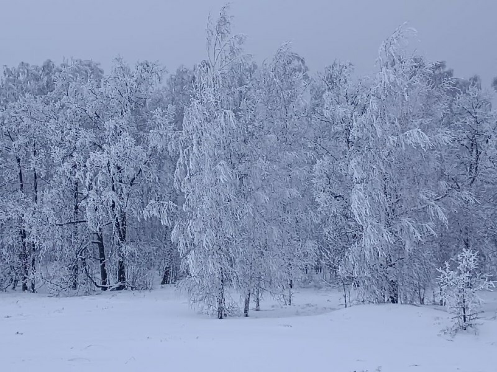 Суыклар көтелә