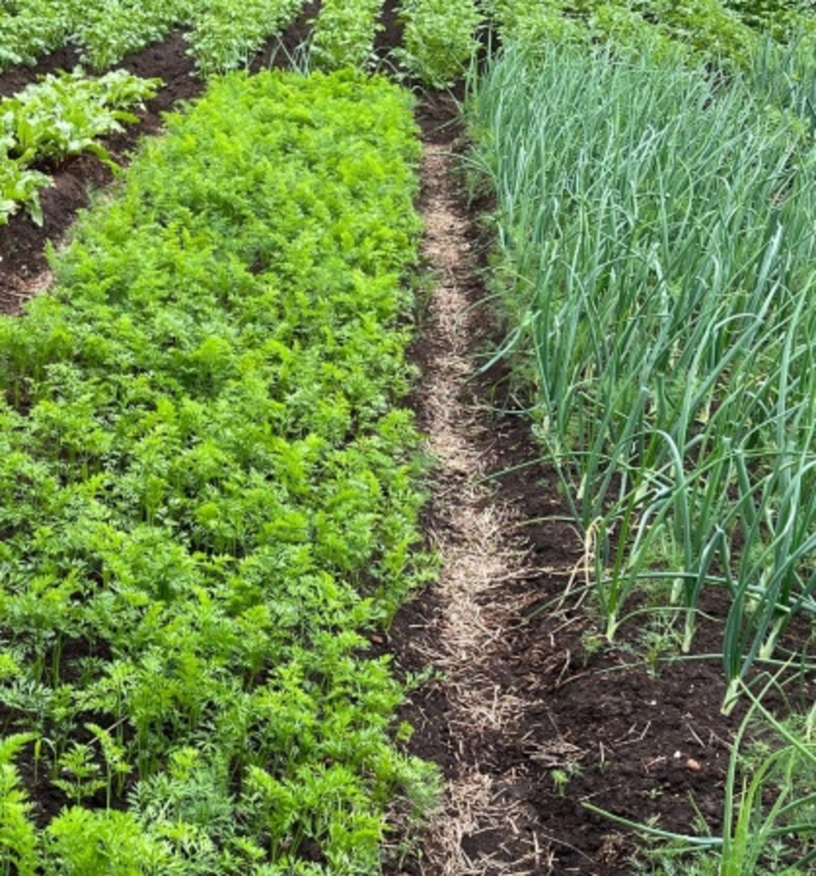 Кишерне черүдән һәм чебеннәрдән коткарабыз!